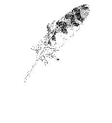 anifed8
